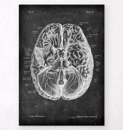 Brain Anatomy I - Chalkboard