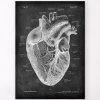 Heart Anatomy I - Chalkboard -Codex Anatomicus Shop LPA 201