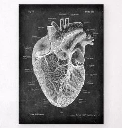 Heart Anatomy I - Chalkboard