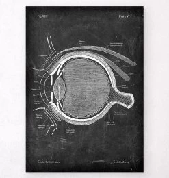 Eye Anatomy - Chalkboard