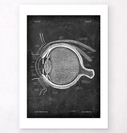 Eye Anatomy - Chalkboard -Codex Anatomicus Shop LPA 202 V