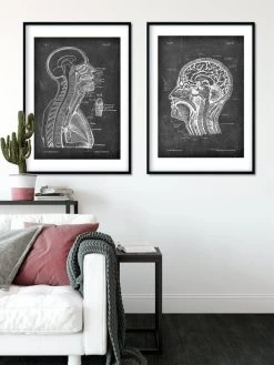 Brain And Spinal Cord - Chalkboard -Codex Anatomicus Shop LPA 204 3