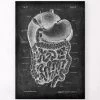 Digestive System Anatomy Art - Chalkboard -Codex Anatomicus Shop LPA 206