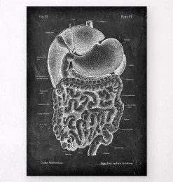 Digestive System Anatomy Art - Chalkboard