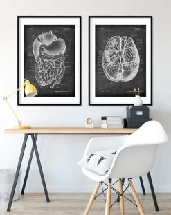 Digestive System Anatomy Art - Chalkboard -Codex Anatomicus Shop LPA 206 4