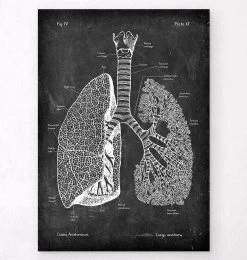Lungs Anatomy - Chalkboard