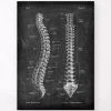 Spine Anatomy - Chalkboard -Codex Anatomicus Shop LPA 208