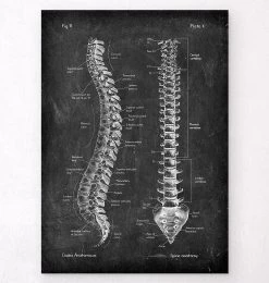 Spine Anatomy - Chalkboard
