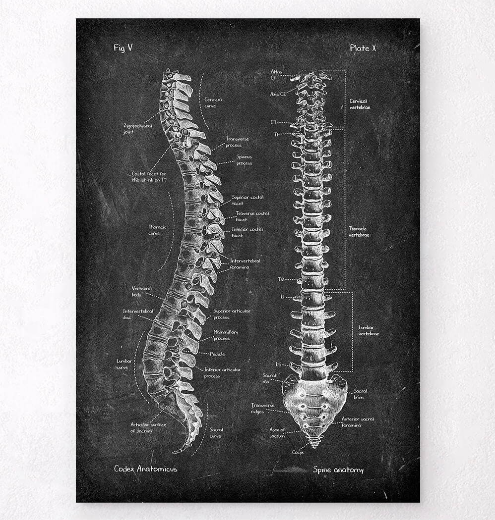 Spine Anatomy - Chalkboard 3 Spine Anatomy - Chalkboard