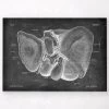 Liver Anatomy - Chalkboard -Codex Anatomicus Shop LPA 209 1