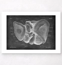 Liver Anatomy - Chalkboard -Codex Anatomicus Shop LPA 209 2