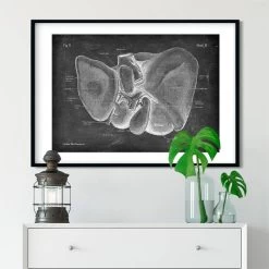 Liver Anatomy - Chalkboard -Codex Anatomicus Shop LPA 209 3