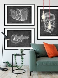 Liver Anatomy - Chalkboard -Codex Anatomicus Shop LPA 209 4