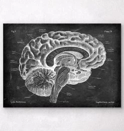 Sagittal Brain Anatomy - Chalkboard