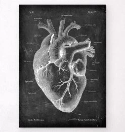 Heart Anatomy II - Chalkboard