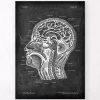 Head Section Anatomy - Chalkboard 1 Head Section Anatomy - Chalkboard -Codex Anatomicus Shop LPA 215
