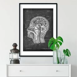 Head Section Anatomy - Chalkboard -Codex Anatomicus Shop LPA 215 3