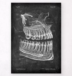 Teeth And Jaws Anatomy - Chalkboard