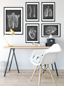 Rib Cage Anatomy - Chalkboard 8 Rib Cage Anatomy - Chalkboard -Codex Anatomicus Shop LPA 217 4