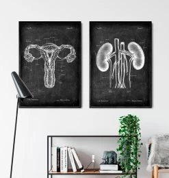Kidneys Anatomy Art - Chalkboard -Codex Anatomicus Shop LPA 219 3