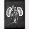 Kidneys Anatomy Art - Chalkboard -Codex Anatomicus Shop LPA 219 c9c0111d dbc5 46a6 885e 6ea984bf82ee