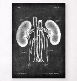 Kidneys Anatomy Art - Chalkboard