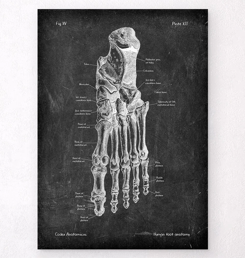 Foot Anatomy - Chalkboard 3 Foot Anatomy - Chalkboard