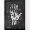 Hand Anatomy - Chalkboard -Codex Anatomicus Shop LPA 226 05ddb65e e78b 4875 8d74 3debb83f20d2