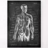 Back Muscles Anatomy - Chalkboard