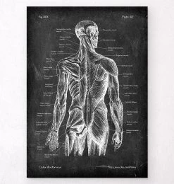 Back Muscles Anatomy - Chalkboard
