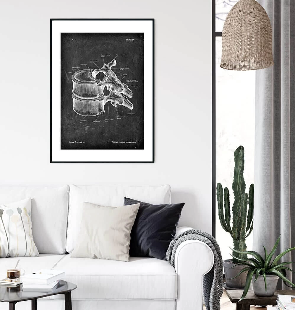 Thoracic Vertebrae - Chalkboard 4 Thoracic Vertebrae - Chalkboard - Image 2