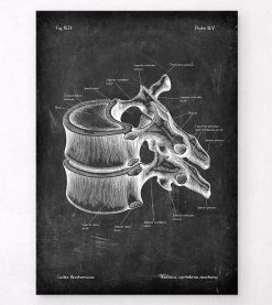 Thoracic Vertebrae - Chalkboard