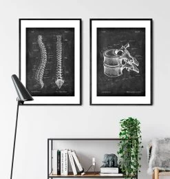 Thoracic Vertebrae - Chalkboard 8 Thoracic Vertebrae - Chalkboard -Codex Anatomicus Shop LPA 233 3