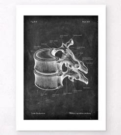 Thoracic Vertebrae - Chalkboard 9 Thoracic Vertebrae - Chalkboard -Codex Anatomicus Shop LPA 233 4