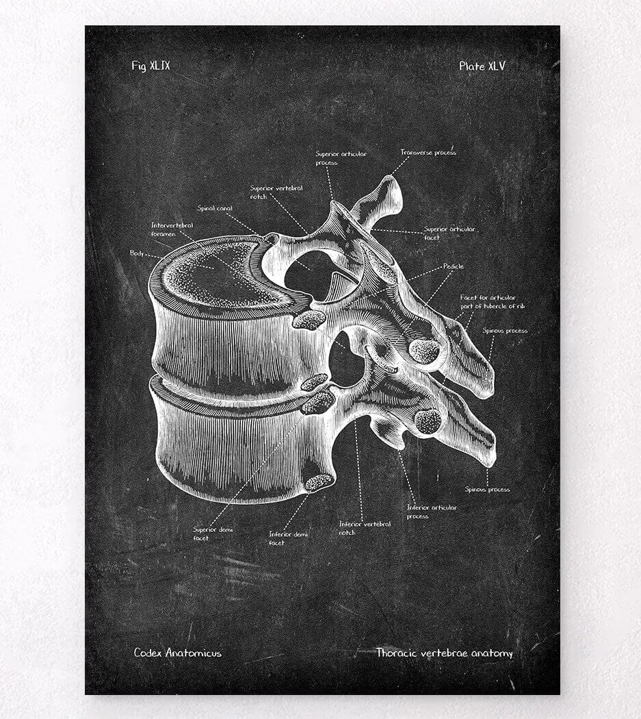 Thoracic Vertebrae - Chalkboard 3 Thoracic Vertebrae - Chalkboard