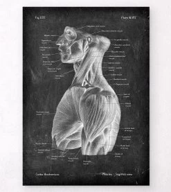 Torso Muscles Anatomy - Chalkboard