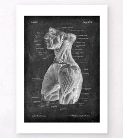 Torso Muscles Anatomy - Chalkboard -Codex Anatomicus Shop LPA 235 4