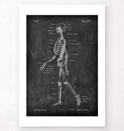 Skeleton Chart - Chalkboard -Codex Anatomicus Shop LPA 236 2
