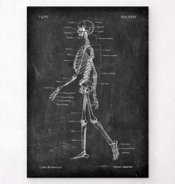 Skeleton Chart - Chalkboard