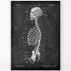Skeleton Sagittal View - Chalkboard 1 Skeleton Sagittal View - Chalkboard -Codex Anatomicus Shop LPA 237