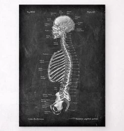 Skeleton Sagittal View - Chalkboard