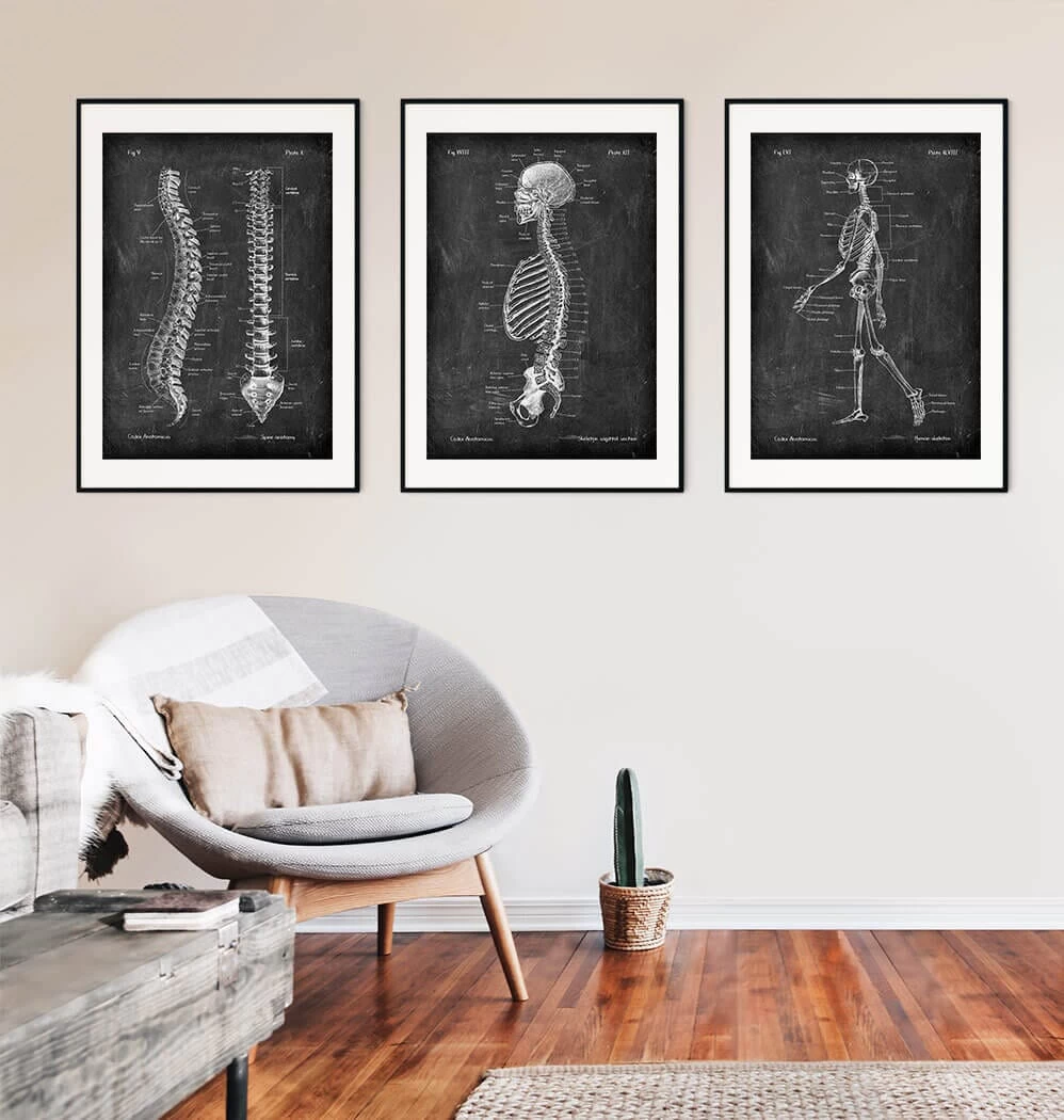Skeleton Sagittal View - Chalkboard 5 Skeleton Sagittal View - Chalkboard - Image 3