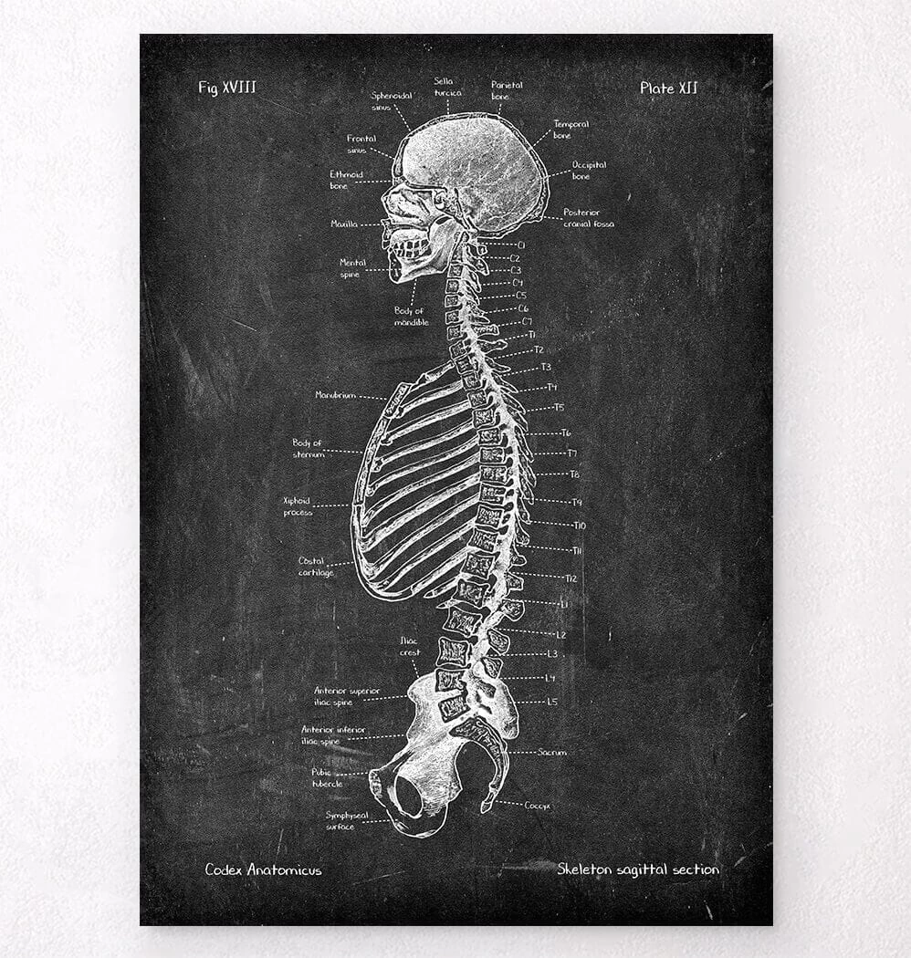 Skeleton Sagittal View - Chalkboard 3 Skeleton Sagittal View - Chalkboard