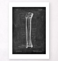 Tibia & Fibula - Chalkboard -Codex Anatomicus Shop LPA 239 2