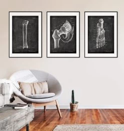 Tibia & Fibula - Chalkboard -Codex Anatomicus Shop LPA 239 4
