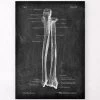 Ulna & Radius - Chalkboard -Codex Anatomicus Shop LPA 240