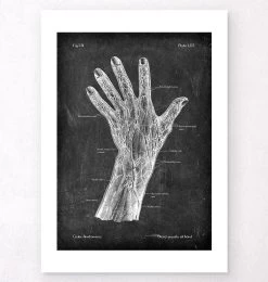 Blood Vessels Of Hand - Chalkboard -Codex Anatomicus Shop LPA 241 2