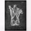 Back Muscles Anatomy II - Chalkboard -Codex Anatomicus Shop LPA 243