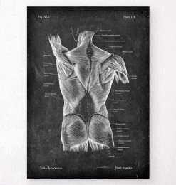 Back Muscles Anatomy II - Chalkboard