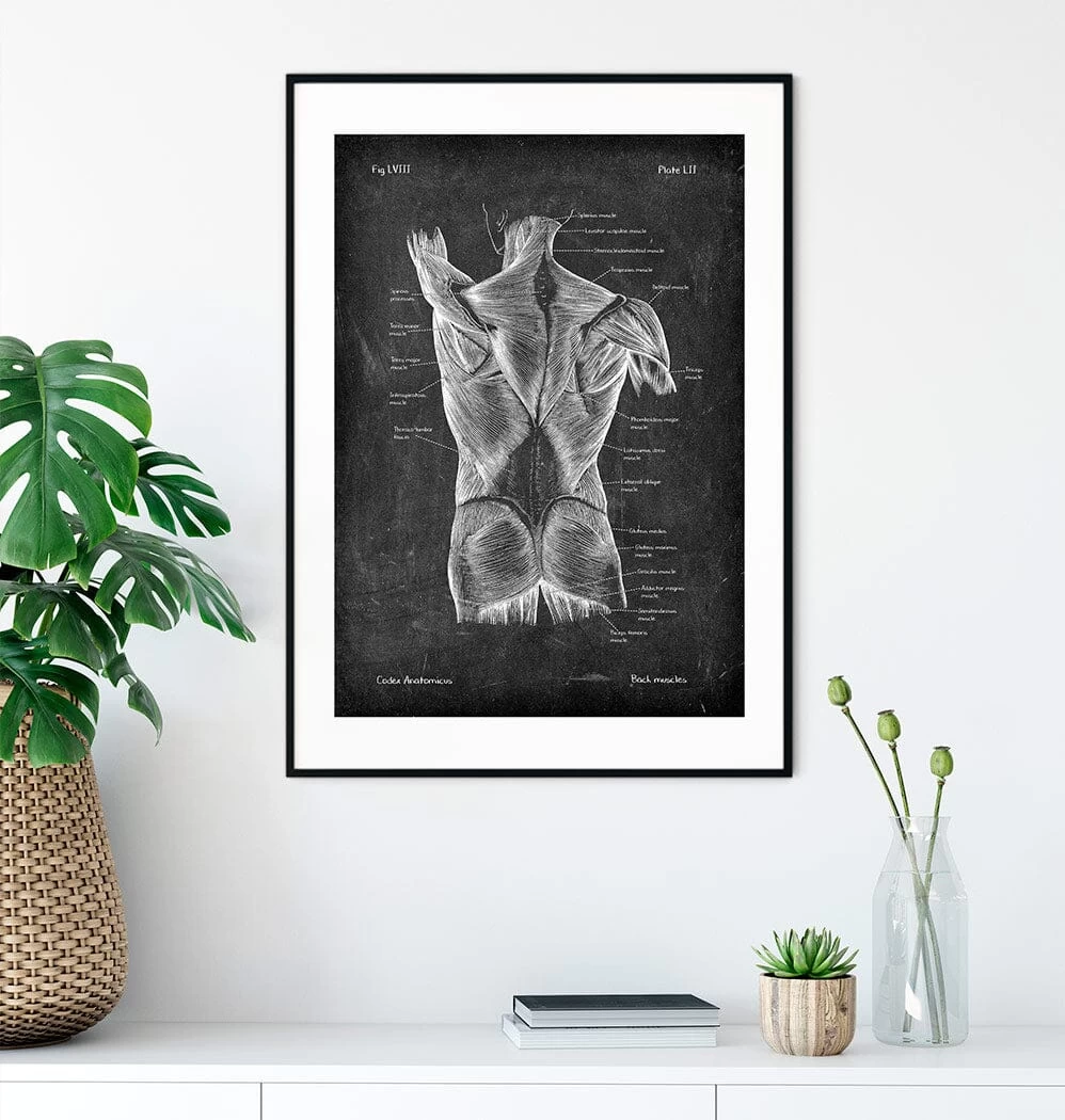 Back Muscles Anatomy II - Chalkboard 4 Back Muscles Anatomy II - Chalkboard - Image 2